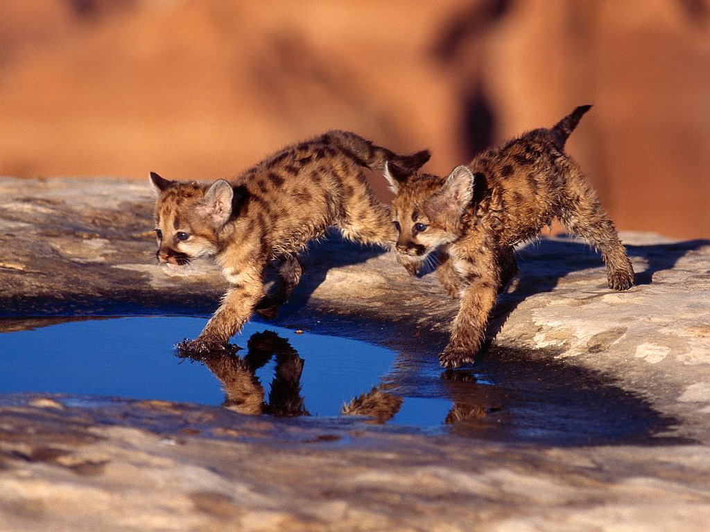 Cougar Cubs